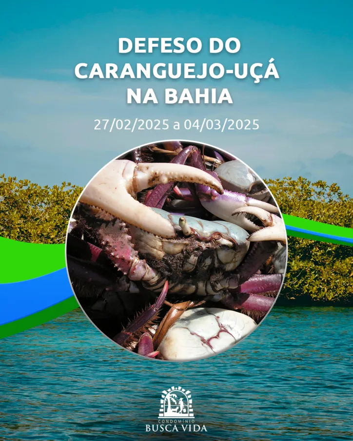 Imagem ilustrativa da imagem Entre trios, sabores e histórias da folia baiana